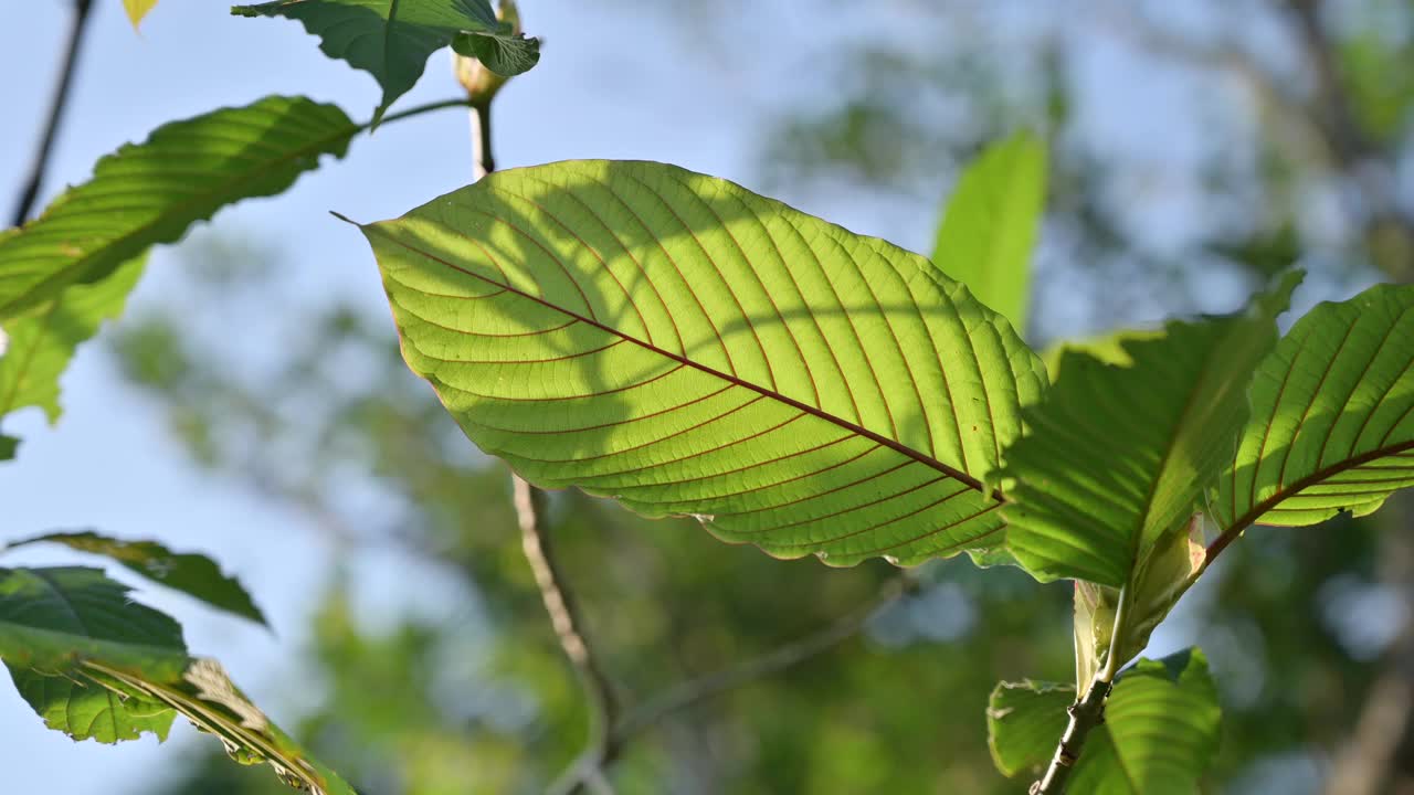 Kratom绿色是一种药物视频下载