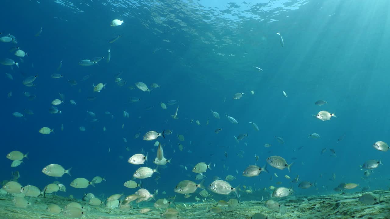 鱼风景水下阳光光束太阳光线水下地中海阳光照耀放松海洋风景视频素材