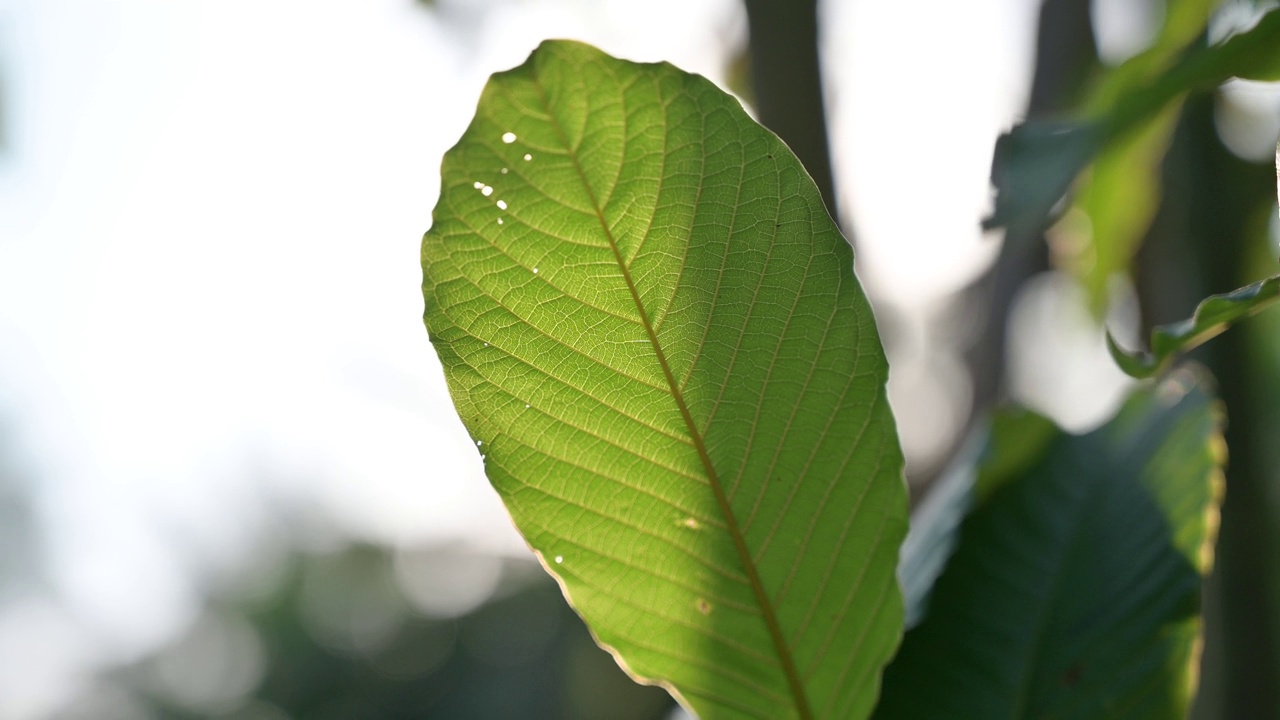 Kratom绿色是一种药物视频素材