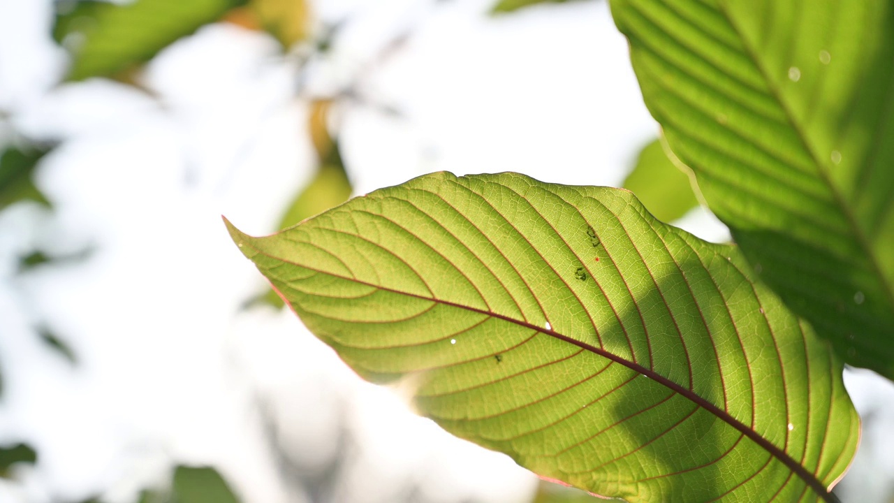 Kratom绿色是一种药物视频下载