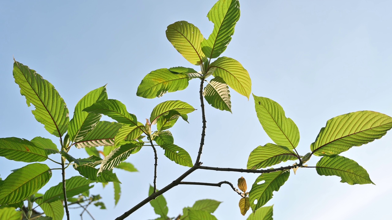 Kratom绿色是一种药物视频素材