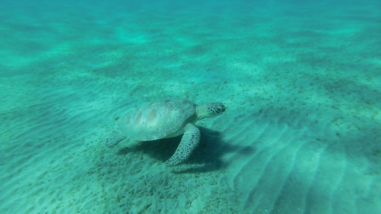 慢镜头，海龟在阳光下慢慢地飞在沙底之上。绿海龟(Chelonia mydas)游过海床。前视图。埃及红海视频素材