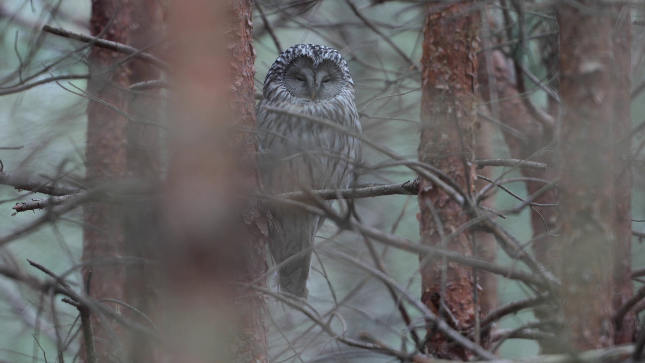 熟睡的乌拉尔猫头鹰(Strix uralensis)视频素材