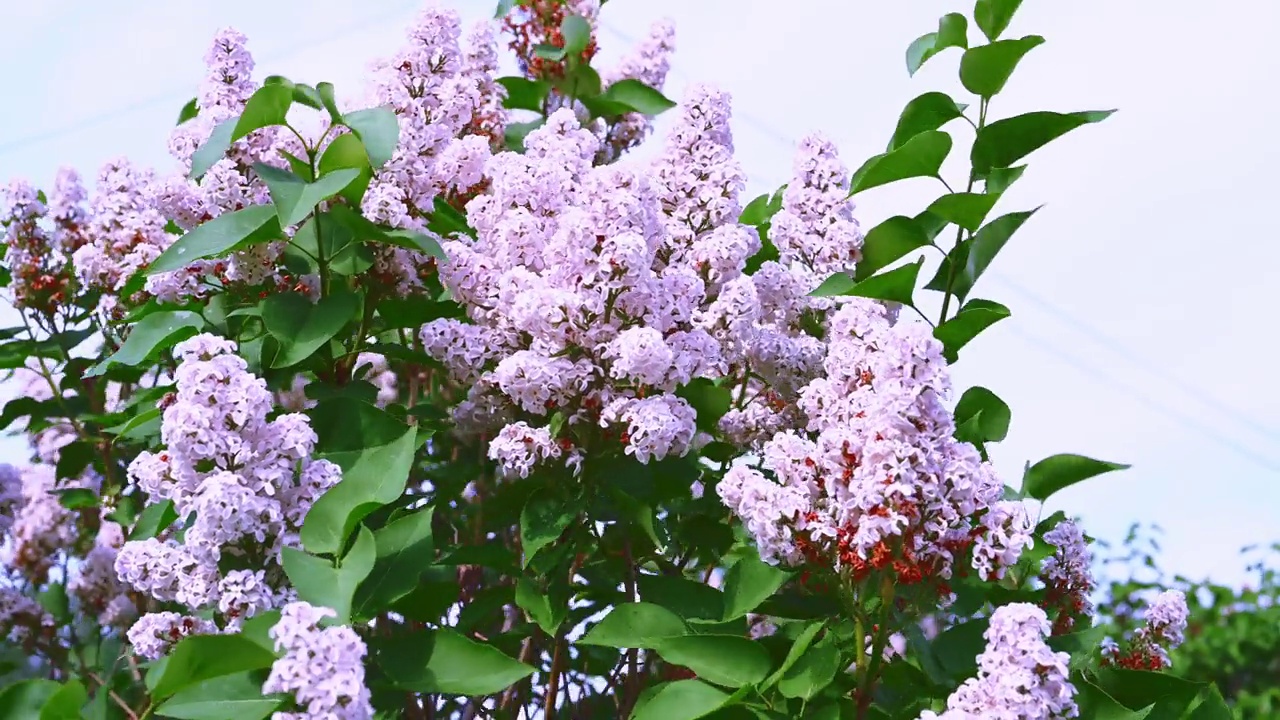 一朵粉红色的丁香花在风中摇曳。视频素材