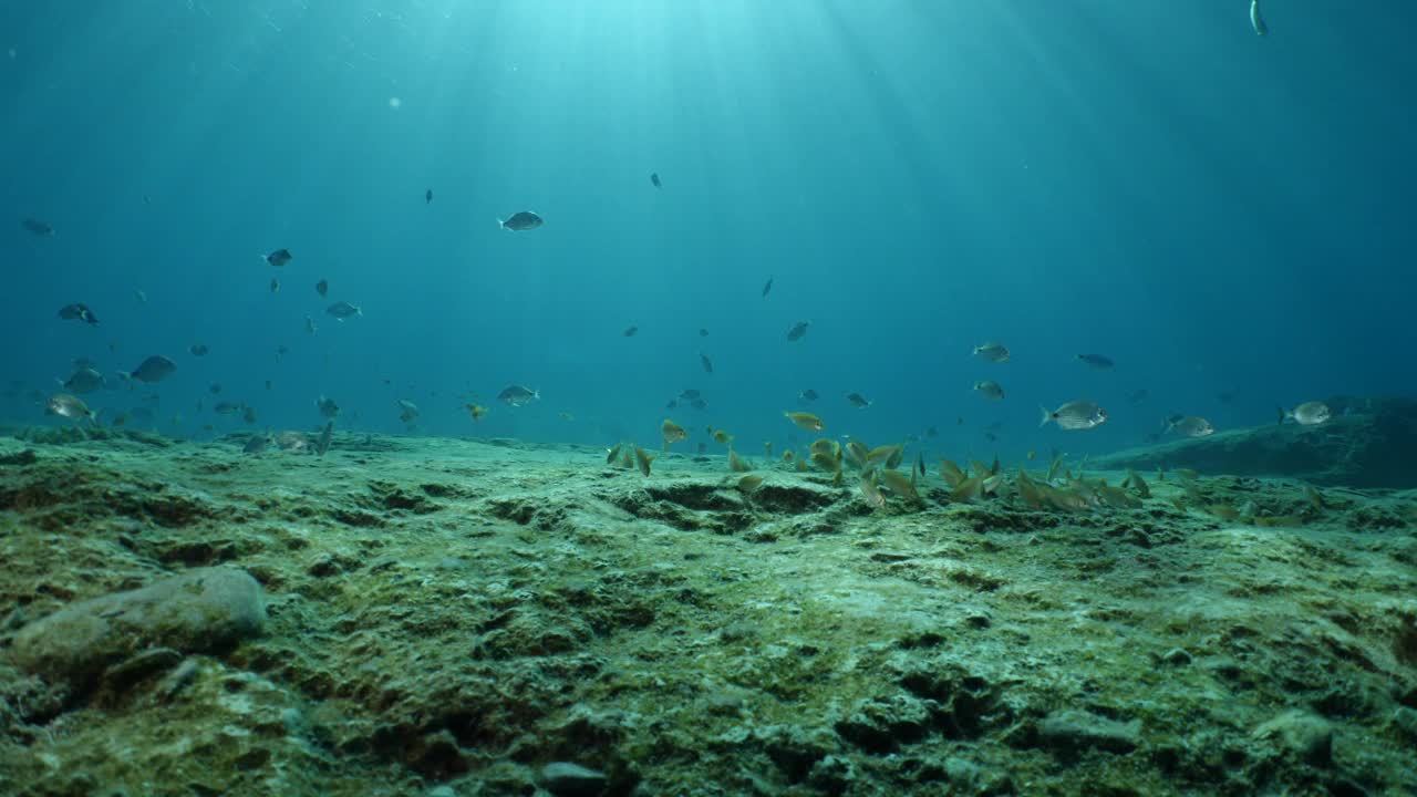 鱼风景水下阳光光束太阳光线水下地中海阳光照耀放松海洋风景视频素材