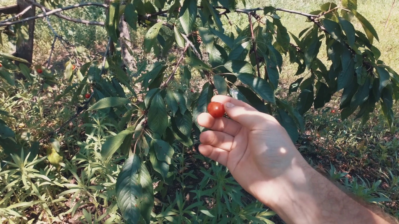 在夏日的乡间采摘樱桃。视频素材