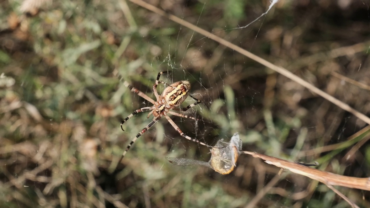 蜘蛛在网上抓住一只蜻蜓，并用茧包裹它，慢动作视频素材