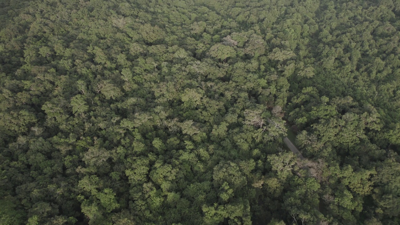 斯里兰卡Sigiriya Aerials狮头视频素材