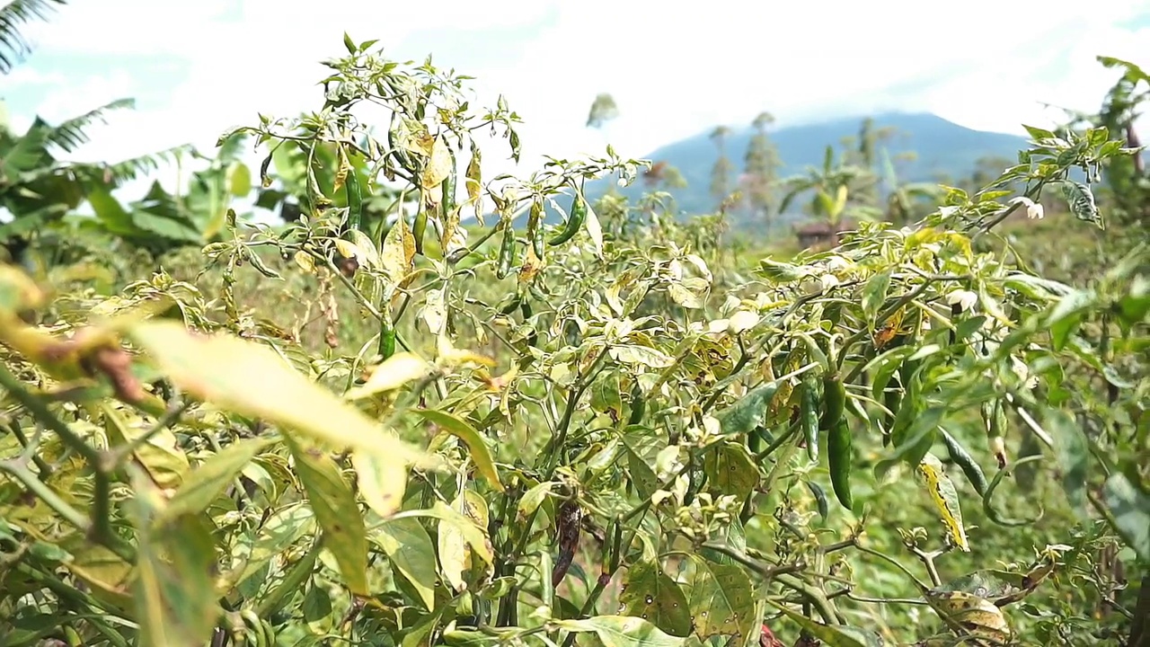 花园里种着绿色的辣椒视频素材