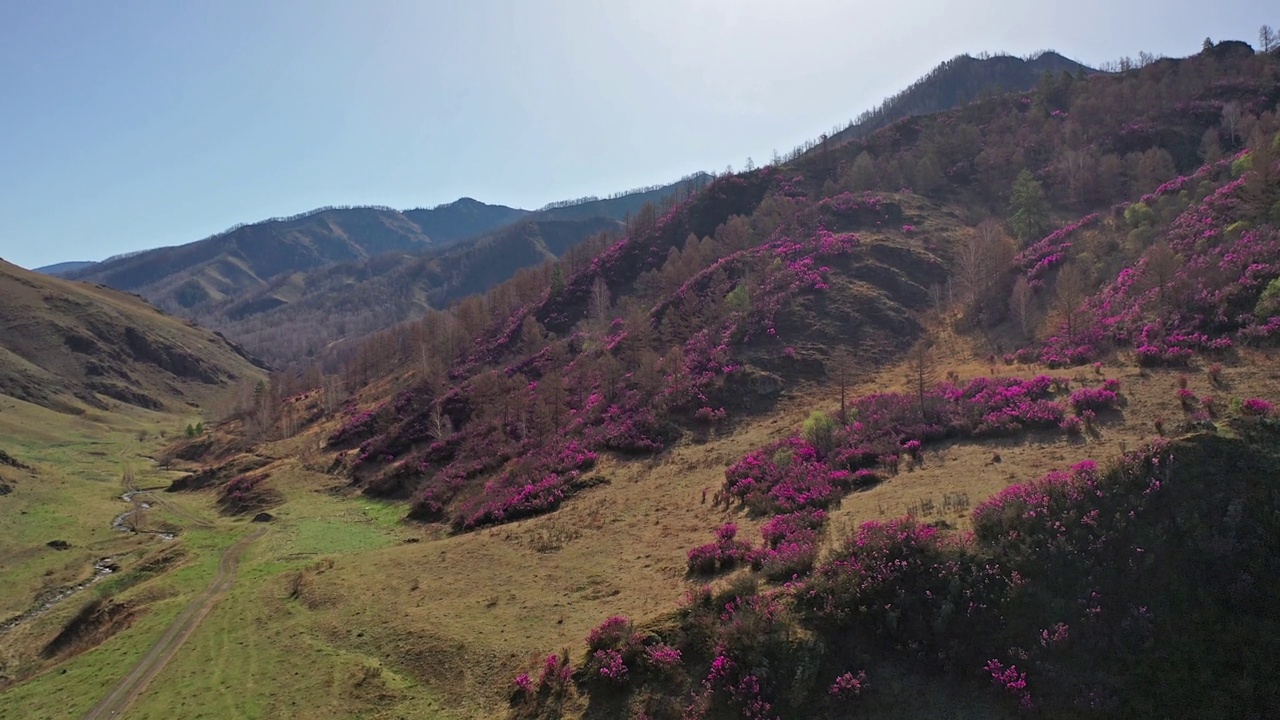 阿尔泰开花初期的杜鹃花丛视频素材