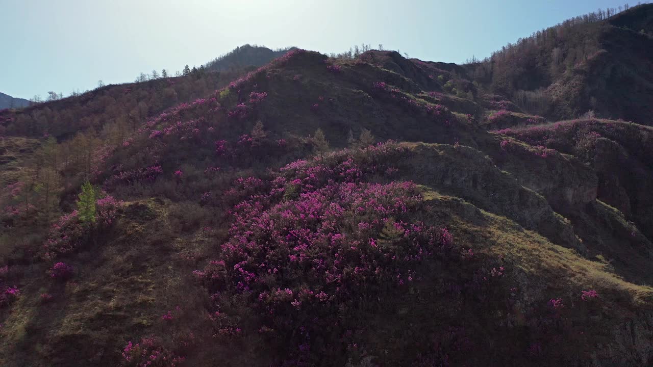 阿尔泰开花初期的杜鹃花丛视频素材