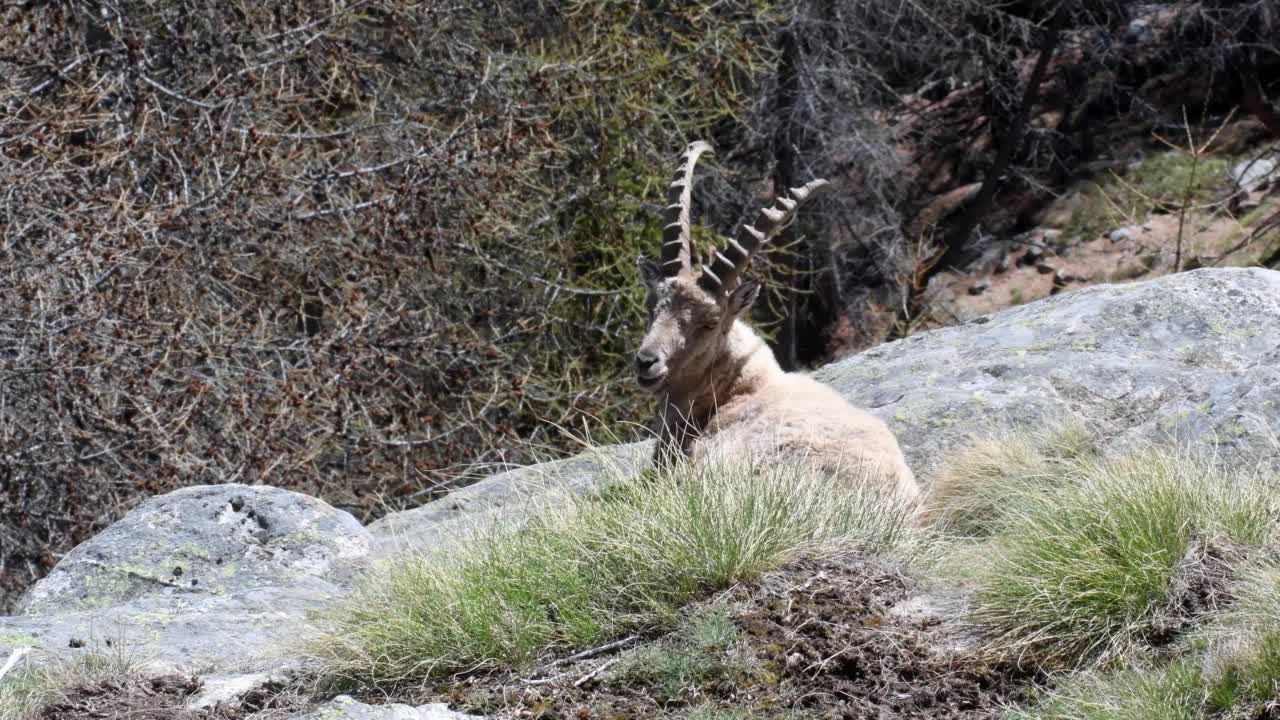 Ibex, Capra Ibex，格兰帕拉迪索国家公园，视频素材