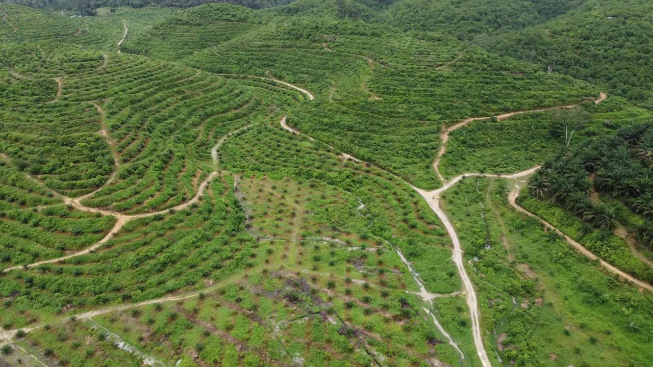 鸟瞰台山油棕榈种植。视频素材