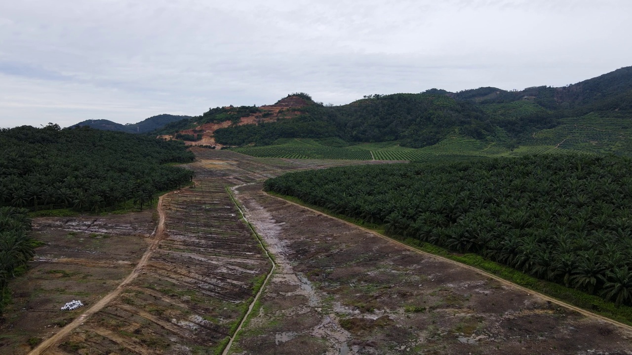 鸟瞰油棕榈空地视频素材