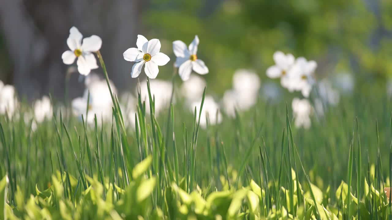 白嫩水仙花盛开在春天阳光明媚的花园里视频素材