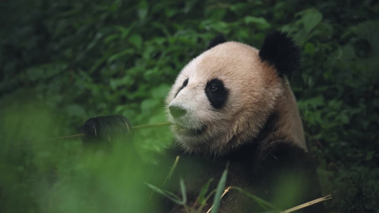 大熊猫在中国的森林里吃竹子视频素材