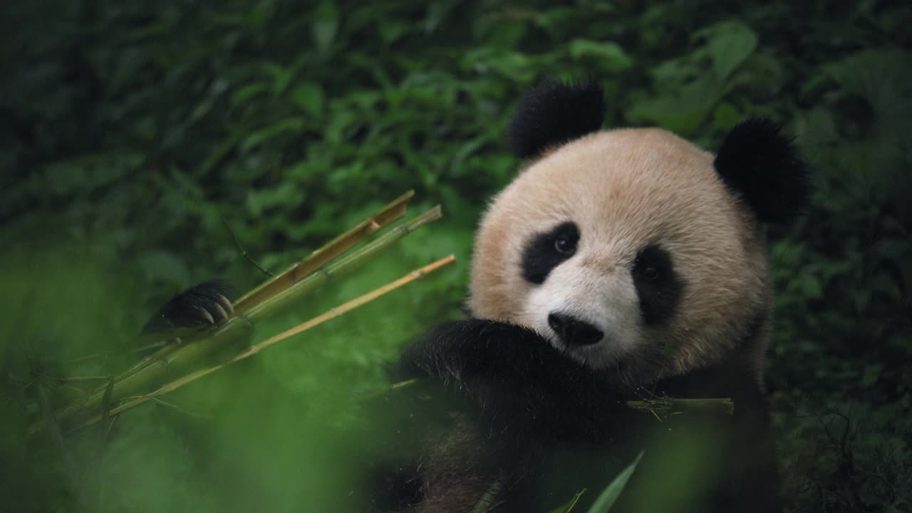 大熊猫在吃竹叶，中国视频素材