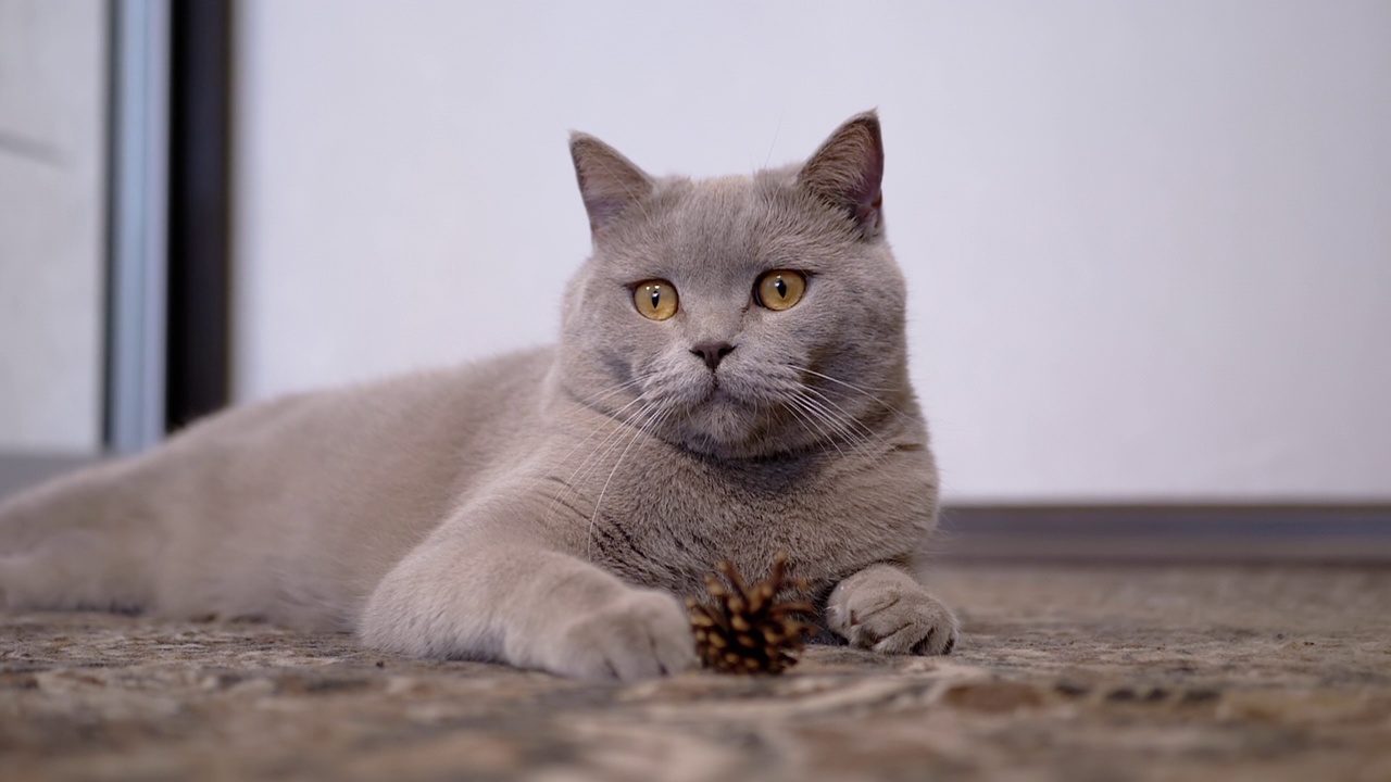 毛茸茸的苏格兰猫躺在地板上，看着摄像机，守卫着一颗松果视频素材