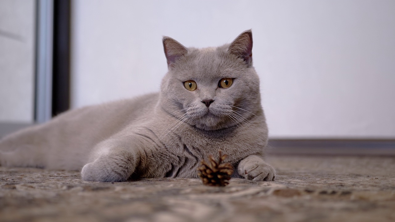 一只疲惫的懒猫躺在地板上，看着摄像机，守卫着一颗松果视频素材