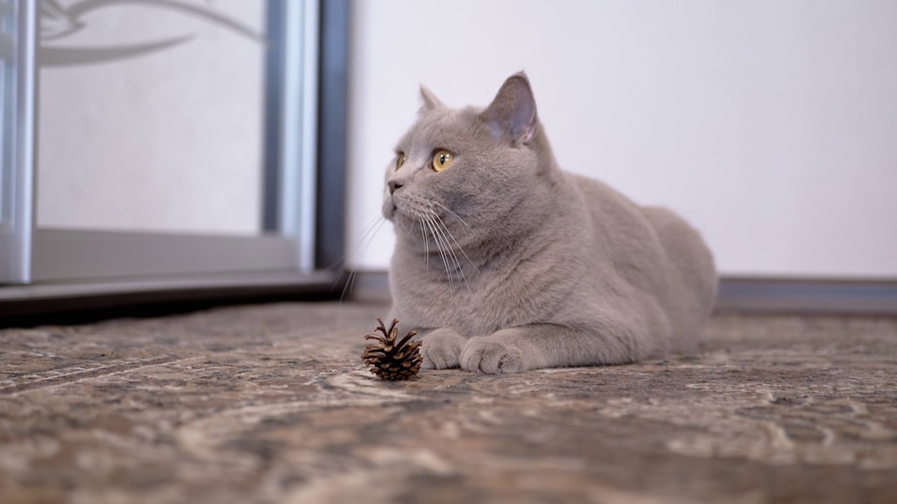 毛茸茸的苏格兰猫躺在地板上，看着摄像机，守卫着一颗松果视频素材