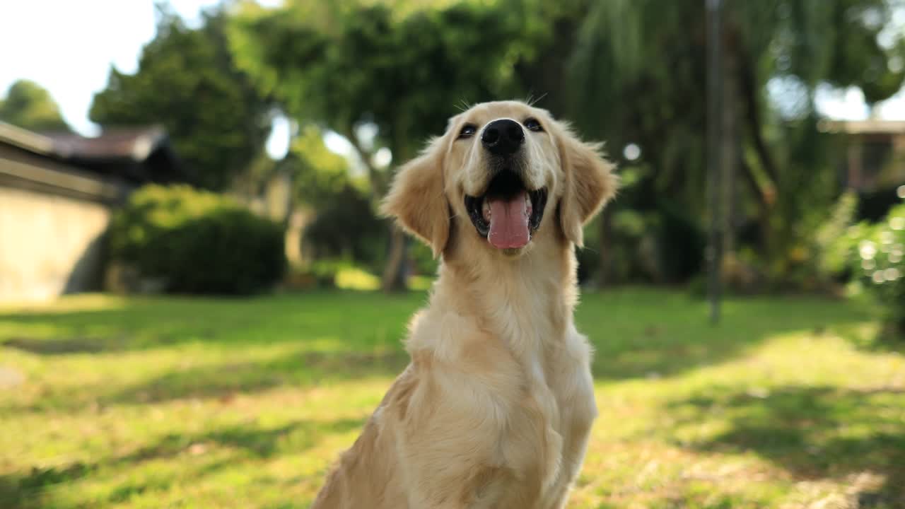 金毛猎犬小狗坐在公园里散步视频素材