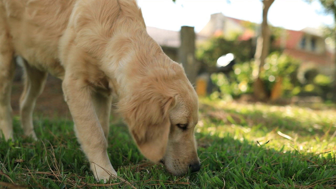 好奇的金毛猎犬小狗嗅着公园里的草视频素材