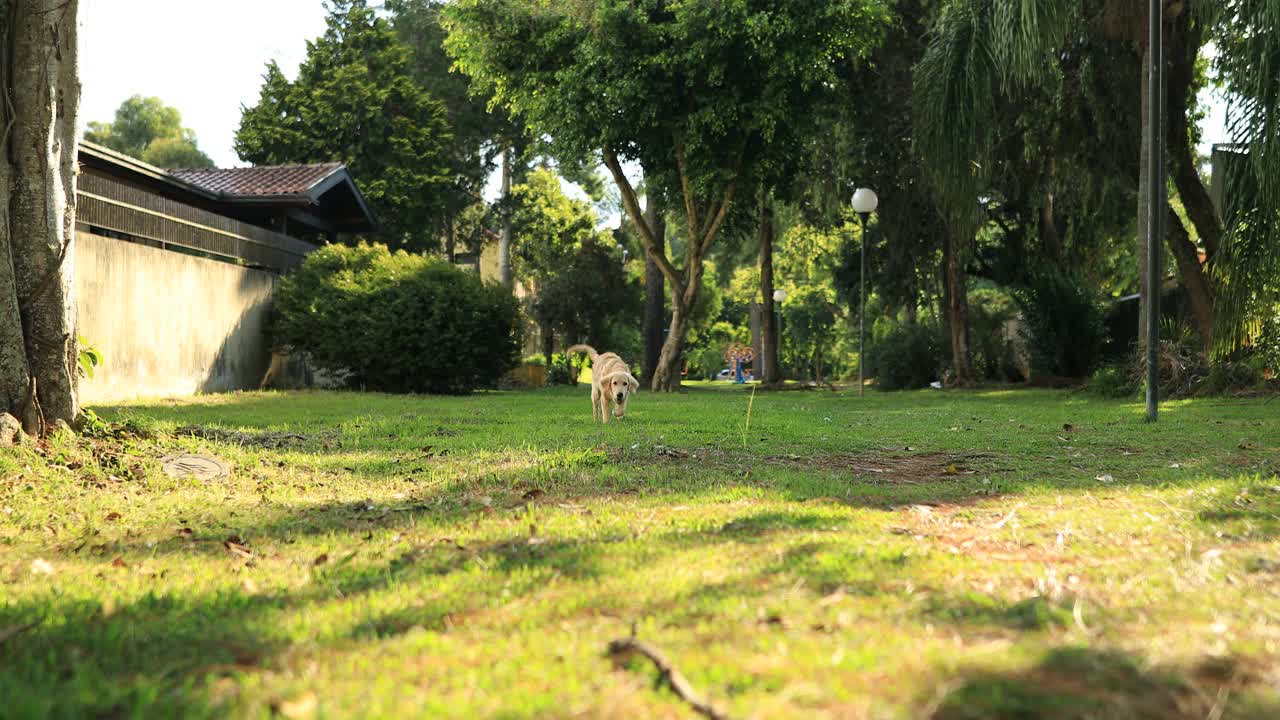 穿过公园的金毛寻回犬视频素材