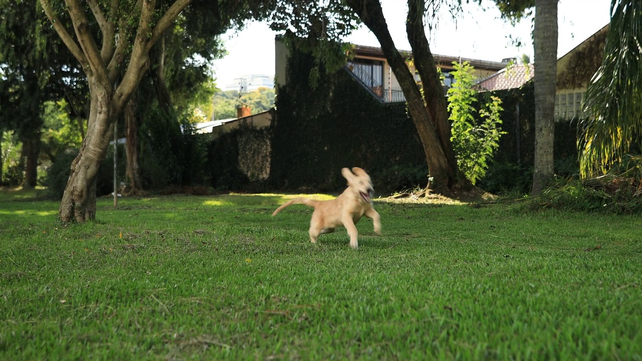 在公园里奔跑的金毛猎犬小狗视频素材