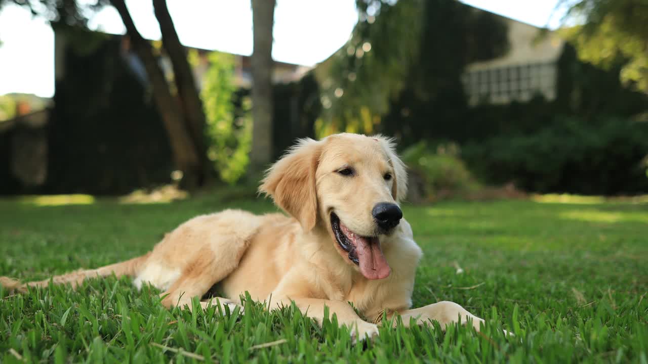 金毛寻回犬躺在草地上，爬了起来视频素材