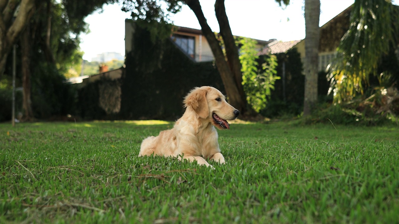 金毛寻回犬躺在草地上，爬了起来视频素材