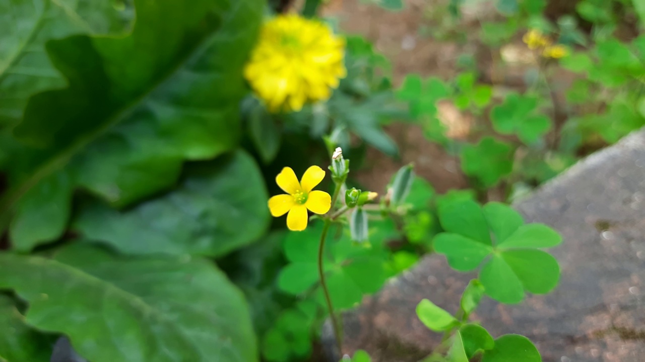 木酢浆草属的花。视频素材