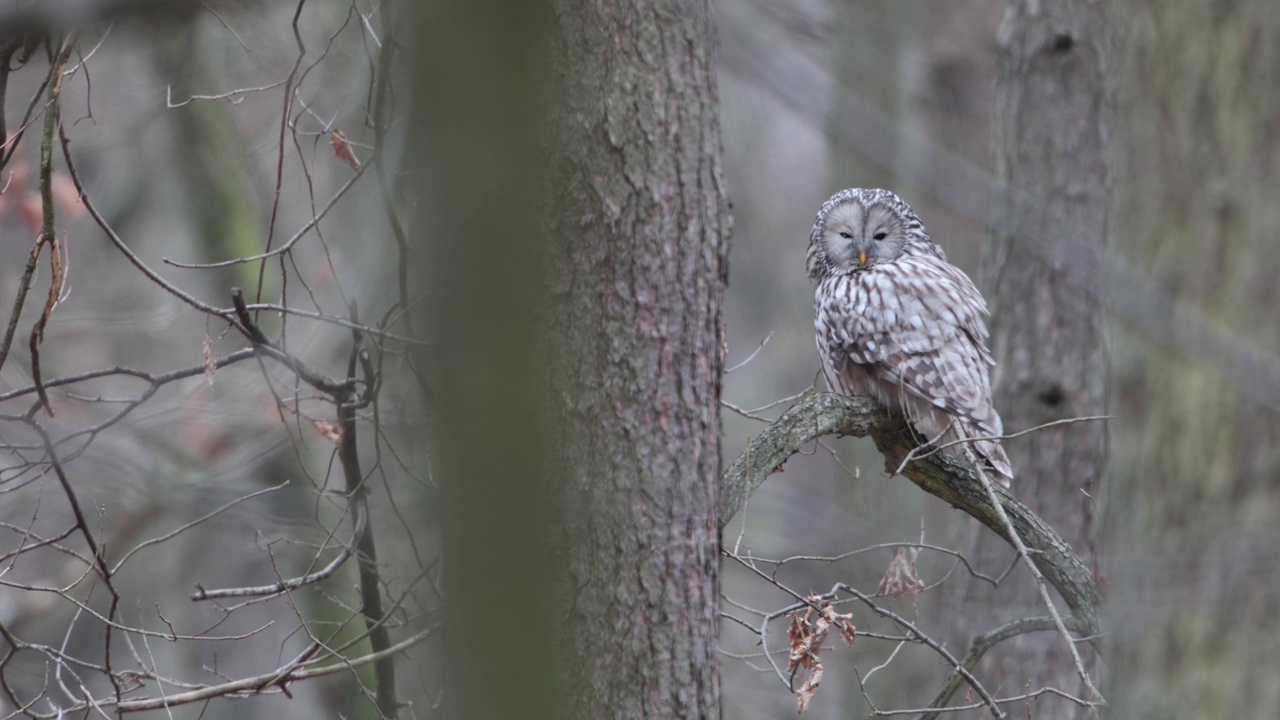 捕猎乌拉尔猫头鹰(Strix uralensis)。猫头鹰视力受损，白内障眼。视频素材