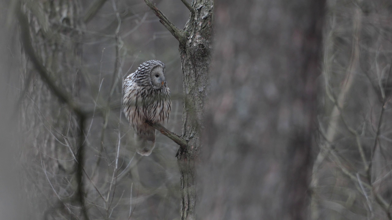 野生的乌拉尔猫头鹰(Strix uralensis)。视频素材