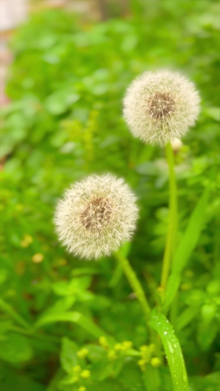 白色蒲公英花种子背景上的绿色草地。4k垂直库存视频视频素材