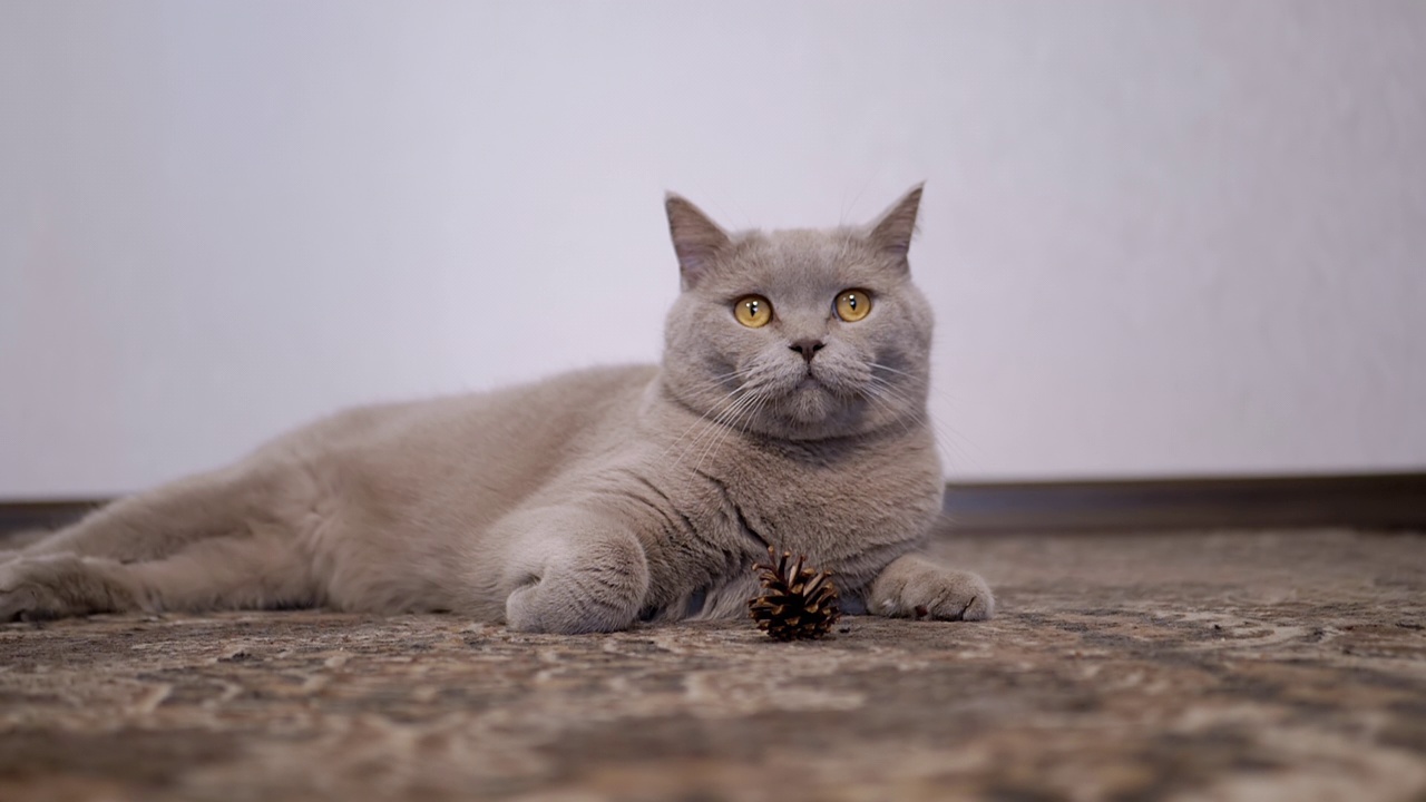 毛茸茸的苏格兰猫躺在地板上，看着摄像机，守卫着一颗松果视频素材