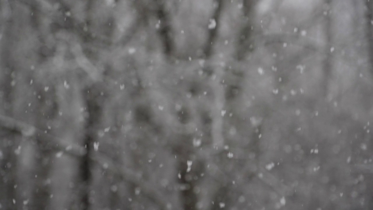 森林里飘落的雪花视频素材