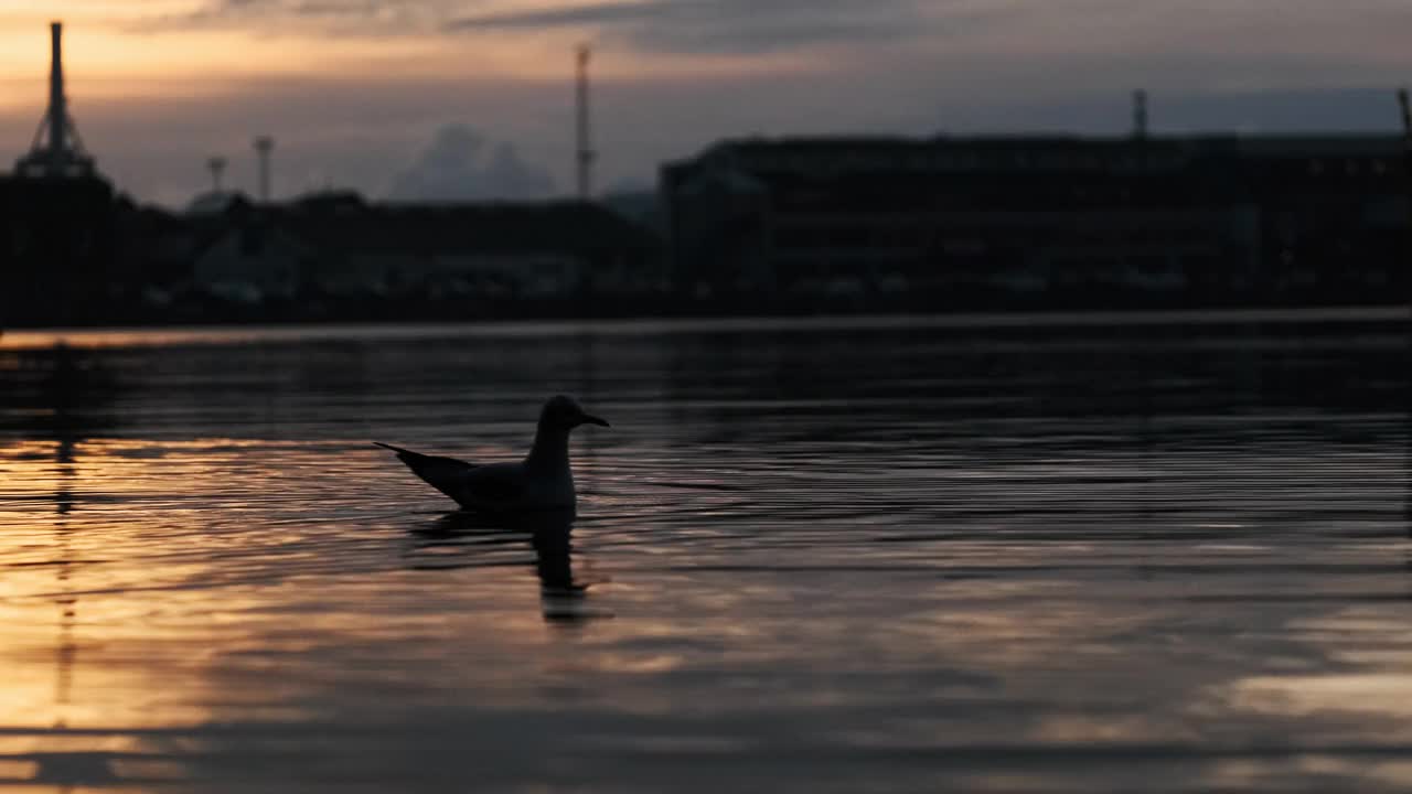 海鸥在港口水域游泳，反射着日出视频素材