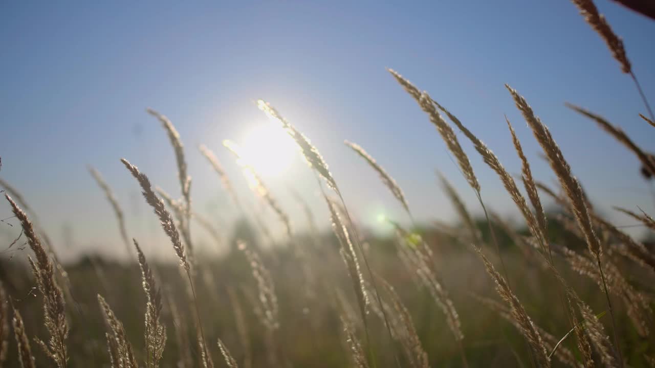 太阳升起时在田里的小穗视频素材