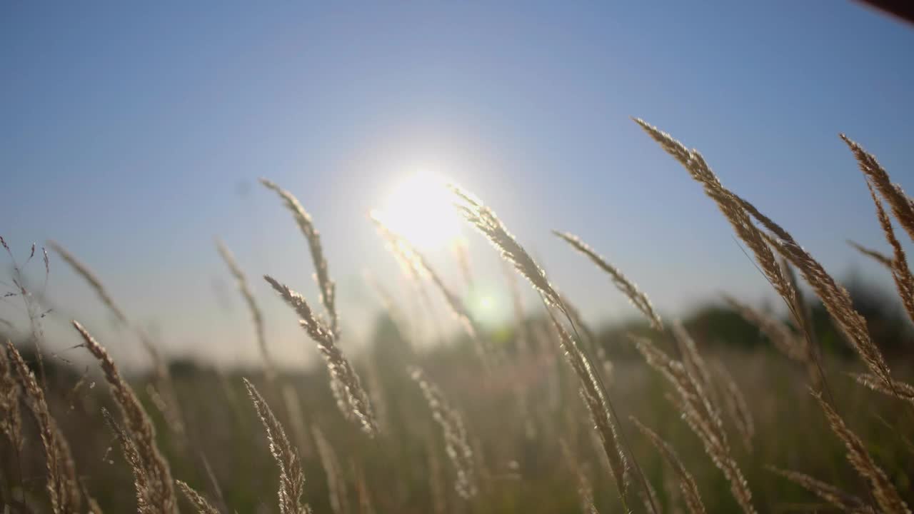 太阳升起时在田里的小穗视频素材