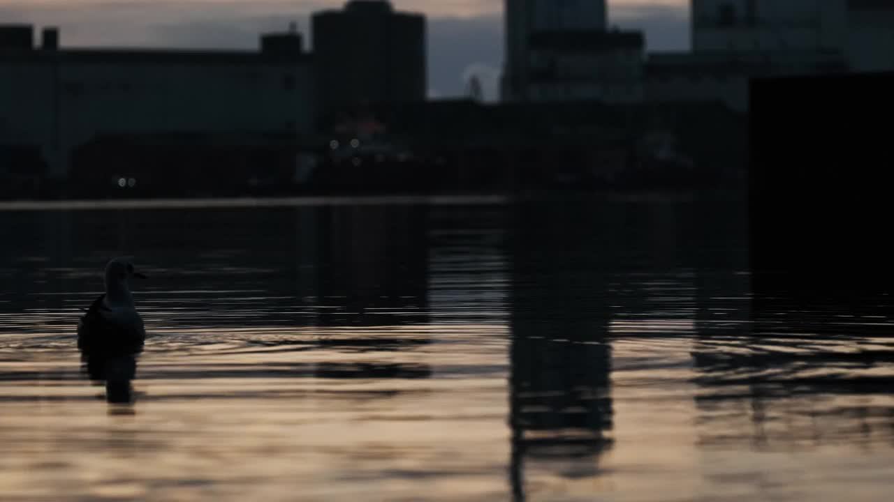 海鸥在港口水域游泳，反射着日出视频素材