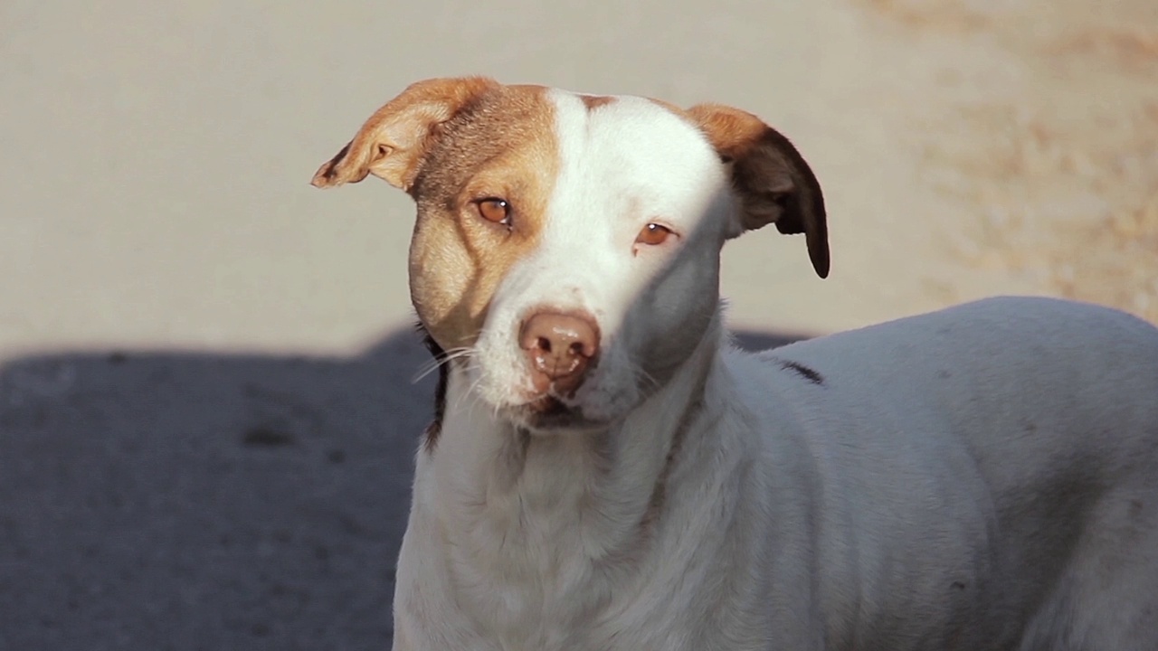 一只棕色和白色的比特犬小狗看着外面的相机。关闭了。视频素材