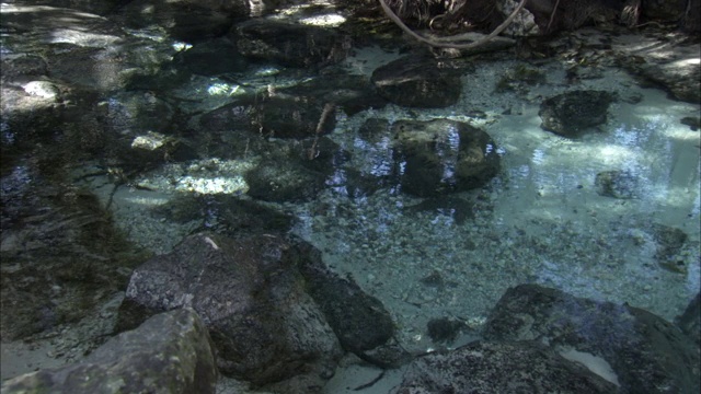 海牛游泳视频素材