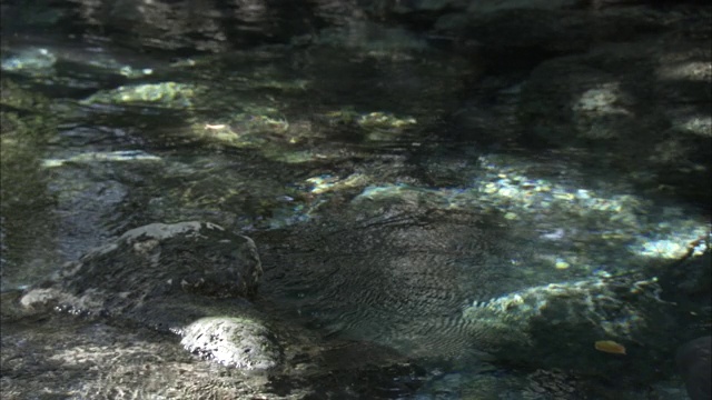 海牛游泳视频素材