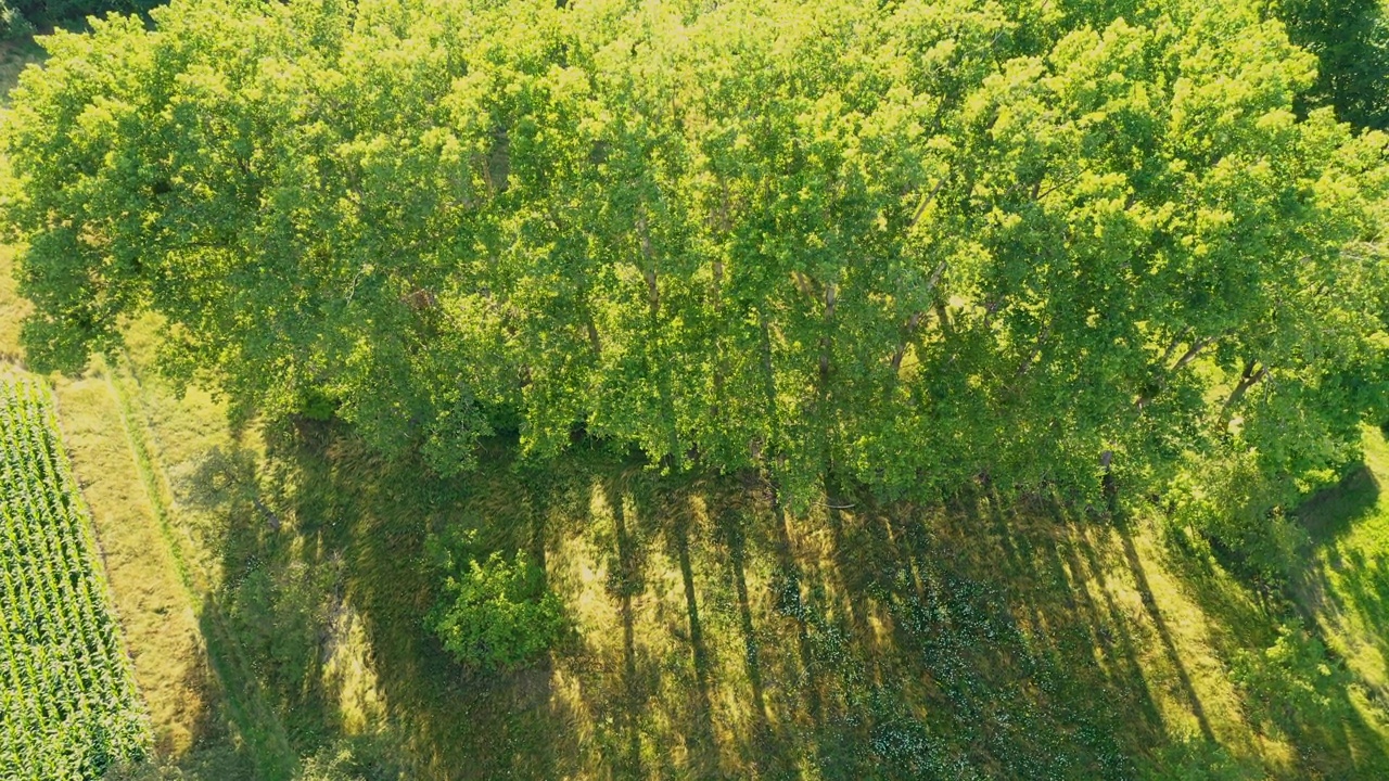 鸟瞰图，从飞行无人机的土地上播种绿色的田野春日在农村。种植水稻的土地视频素材