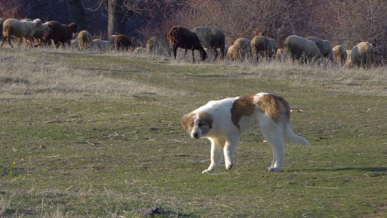 牧羊犬在草地上看守羊群视频素材