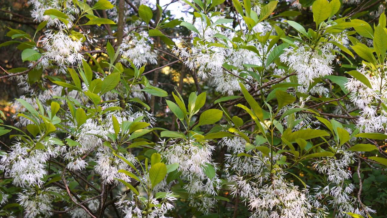 一种开白花的长春花属植物视频素材