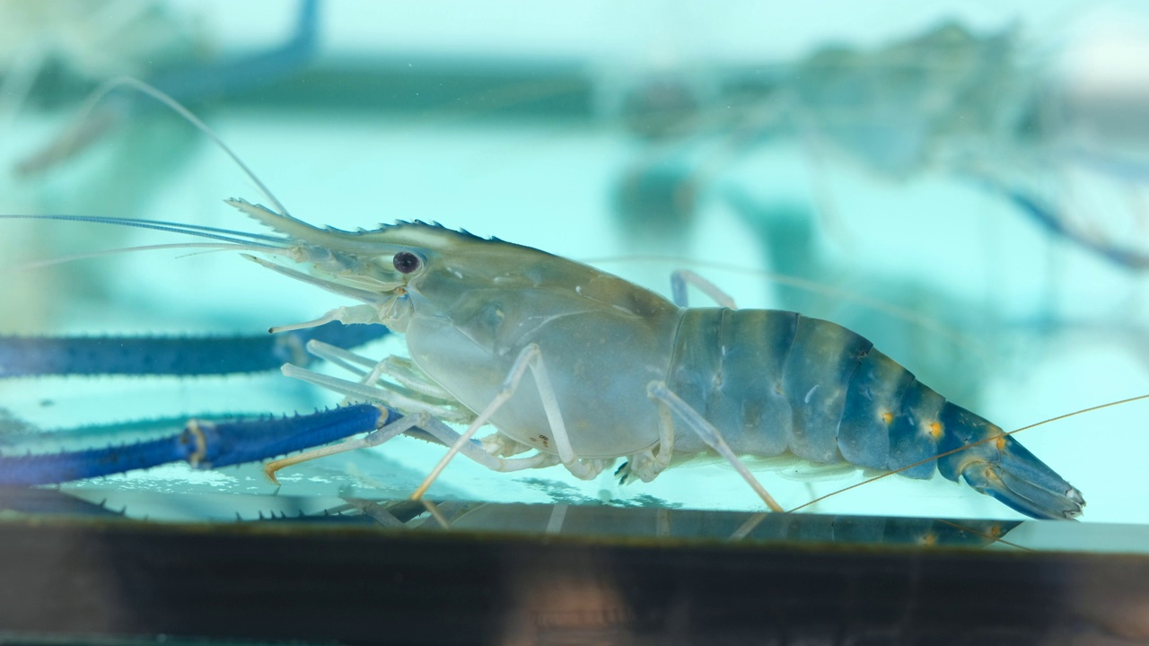 水族馆里的虾，水下的动物视频素材