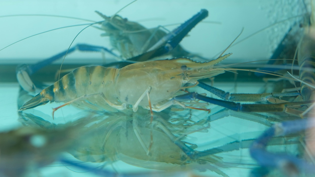 水族馆里的虾，水下的动物视频素材