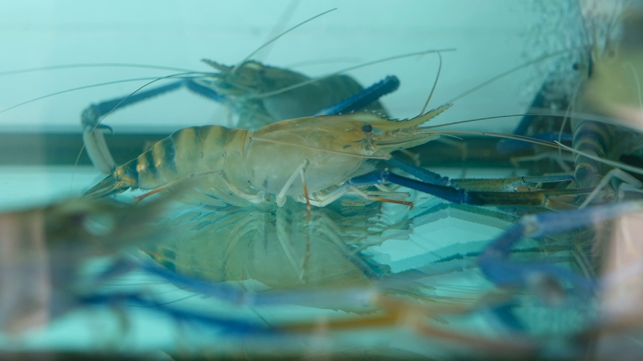 水族馆里的虾，水下的动物视频素材