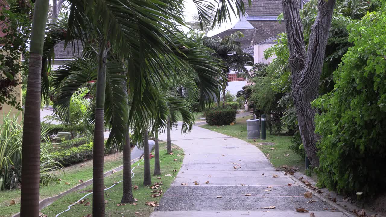 加勒比海的小巷子，棕榈树成行的小街道，随风飘荡视频素材